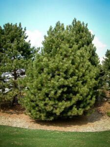 Сосна Чёрная (Pinus Nigra) купить по цене от 270.00р. в интернет-магазине «Посадика» с доставкой почтой в в Чусовойе и по всей России – [изображение №1].