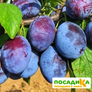 Слива Чачакская ранняя купить по цене от 229.00р. в интернет-магазине «Посадика» с доставкой почтой в в Чусовойе и по всей России – [изображение №1].