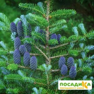 Пихта корейская (Abies koreana) купить по цене от 450.00р. в интернет-магазине «Посадика» с доставкой почтой в в Чусовойе и по всей России – [изображение №1].