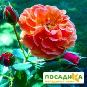 Роза Арабия купить по цене от 350.00р. в интернет-магазине «Посадика» с доставкой почтой в в Чусовойе и по всей России – [изображение №1].