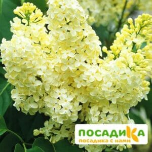 Сирень Примроуз (Primrose) купить по цене от 529.00р. в интернет-магазине «Посадика» с доставкой почтой в в Чусовойе и по всей России – [изображение №1].