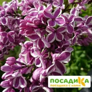 Сирень Сенсация купить по цене от 529.00р. в интернет-магазине «Посадика» с доставкой почтой в в Чусовойе и по всей России – [изображение №1].