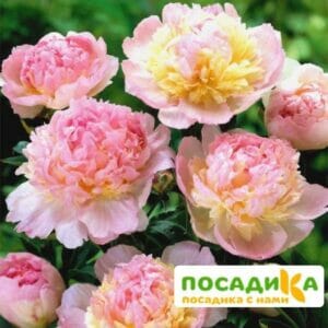 Пион Распберри Сандей (Paeonia Raspberry Sundae) купить по цене от 959р. в интернет-магазине «Посадика» с доставкой почтой в в Чусовойе и по всей России – [изображение №1].