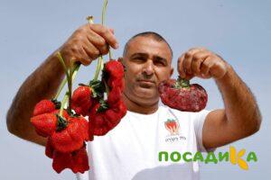 Клубника Гигант Джорнея купить по цене от 266р. в интернет-магазине «Посадика» с доставкой почтой в в Чусовойе и по всей России – [изображение №1].