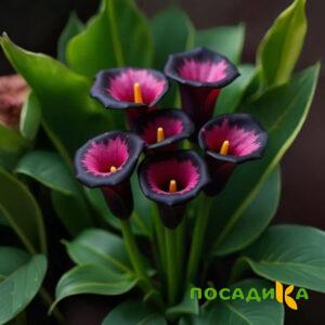 Калла Аура Лейс купить по цене от 400р. в интернет-магазине «Посадика» с доставкой почтой в в Чусовойе и по всей России – [изображение №1].