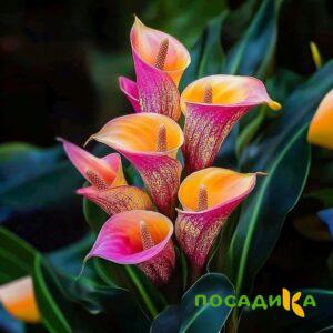 Калла Оникс купить по цене от 450р. в интернет-магазине «Посадика» с доставкой почтой в в Чусовойе и по всей России – [изображение №1].