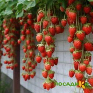 Клубника вьющаяся Комплимент купить по цене от 470р. в интернет-магазине «Посадика» с доставкой почтой в в Чусовойе и по всей России – [изображение №1].