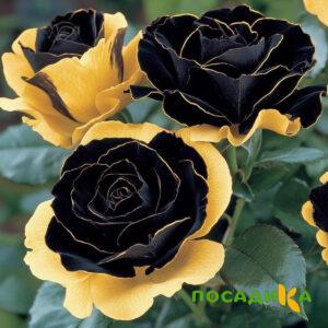 Роза Ханни Сикл купить по цене от 700р. в интернет-магазине «Посадика» с доставкой почтой в в Чусовойе и по всей России – [изображение №1].
