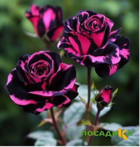 Роза Багровый Шепот купить по цене от 366р. в интернет-магазине «Посадика» с доставкой почтой в в Чусовойе и по всей России – [изображение №1].