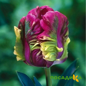 Тюльпан Экзотик Хэвен купить по цене от 186р. в интернет-магазине «Посадика» с доставкой почтой в в Чусовойе и по всей России – [изображение №1].