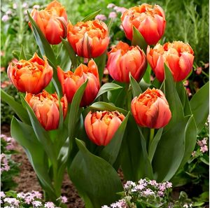 Тюльпан Гудошник Дабл купить по цене от 185р. в интернет-магазине «Посадика» с доставкой почтой в в Чусовойе и по всей России – [изображение №1].