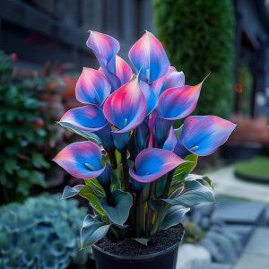 Калла Импрессия купить по цене от 590р. в интернет-магазине «Посадика» с доставкой почтой в в Чусовойе и по всей России – [изображение №1].