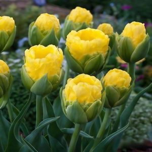 Тюльпан махровый Ванила Коп купить по цене от 159р. в интернет-магазине «Посадика» с доставкой почтой в в Чусовойе и по всей России – [изображение №1].