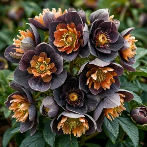 Морозник Блум Айс купить по цене от 499р. в интернет-магазине «Посадика» с доставкой почтой в в Чусовойе и по всей России – [изображение №1].