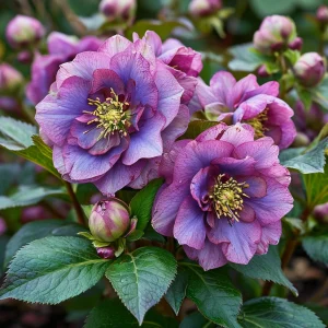 Морозник Айс Принцесс Чарм купить по цене от 650р. в интернет-магазине «Посадика» с доставкой почтой в в Чусовойе и по всей России – [изображение №1].