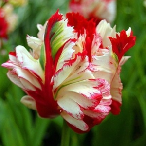 Тюльпан Эстелла Рижнвельд купить по цене от 500р. в интернет-магазине «Посадика» с доставкой почтой в в Чусовойе и по всей России – [изображение №1].