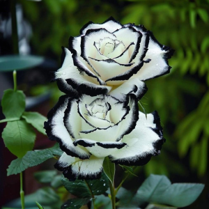 Роза Силк Ивин купить по цене от 319р. в интернет-магазине «Посадика» с доставкой почтой в в Чусовойе и по всей России – [изображение №1].