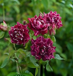 Роза Опаловый Пейзаж купить по цене от 490р. в интернет-магазине «Посадика» с доставкой почтой в в Чусовойе и по всей России – [изображение №1].