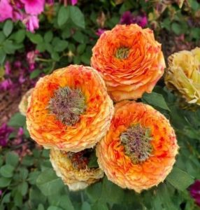 Роза Золотой Мираж купить по цене от 420р. в интернет-магазине «Посадика» с доставкой почтой в в Чусовойе и по всей России – [изображение №1].