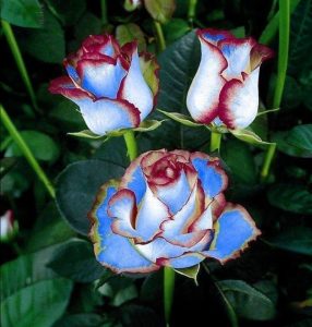 Роза Сафайер Пэтл купить по цене от 450р. в интернет-магазине «Посадика» с доставкой почтой в в Чусовойе и по всей России – [изображение №1].